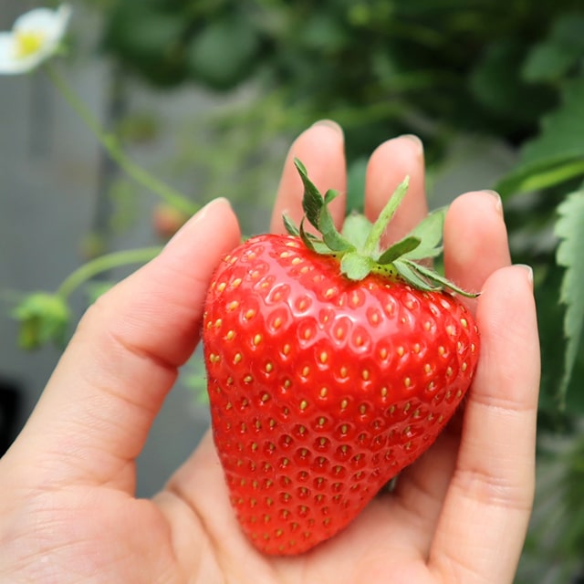 観葉植物）野菜苗 イチゴ 章姫 ２．５〜３号（１ポット） 家庭菜園