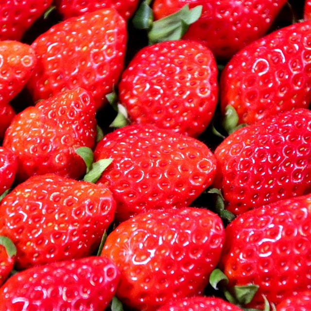 楽天市場】いちご 苗 【とちおとめ】 3号ポット苗 苺 野菜 栽培 家庭