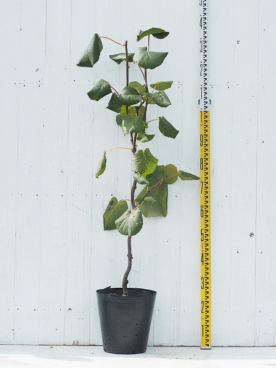 キウイ 苗木 メス ジャンボレッド デリシャス 3年生 接ぎ木 大苗 キウイフルーツ キュウイ 苗 果樹 果樹苗 Butlerchimneys Com