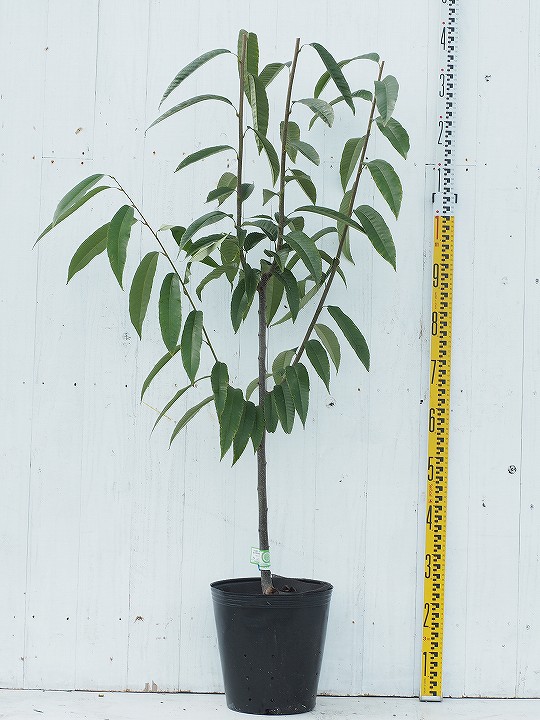 丹波 栗 3年生 接ぎ木 送料無料 ポット苗 苗木 苗 ビオラ 接ぎ木 果樹 たんば くり 果樹苗 北海道 沖縄は送料無料適用外です 苗木の専門店 グリーンでｇｏ 9月末に成熟する大粒の栗 第1位獲得