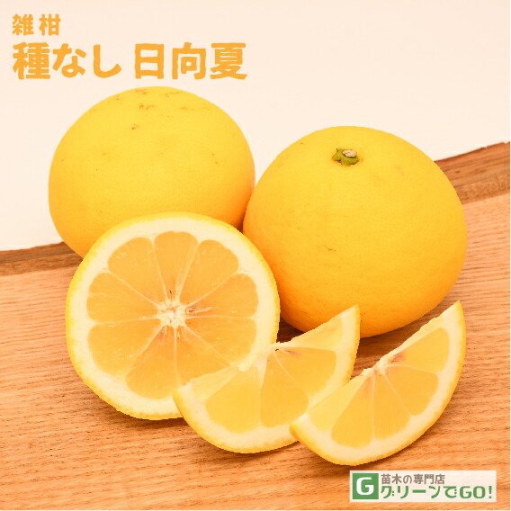楽天市場】◇送料無料◇ オレンジ 苗木 【黄金柑 （おうごんかん