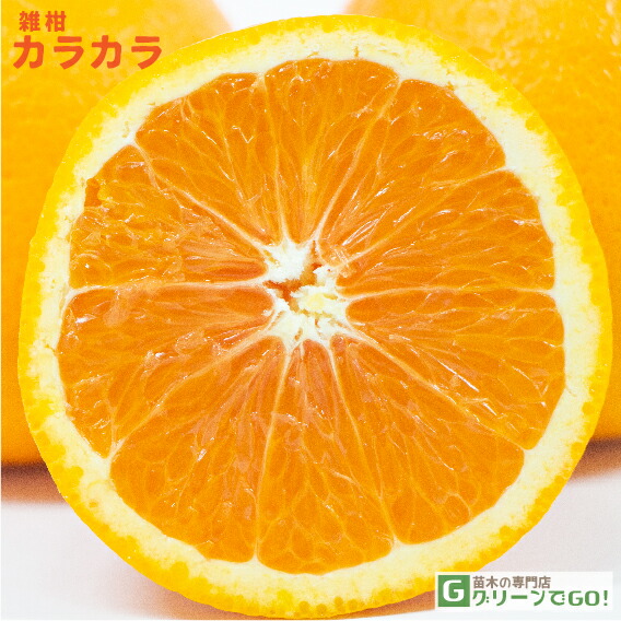 果樹 e.orange 楽天市場】□優良2年生大苗□ オレンジ 苗木 【カラカラ】 2年生大苗