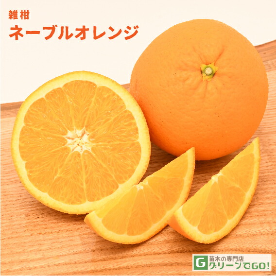 楽天市場】◇送料無料◇ オレンジ 苗木 【黄金柑 (おうごんかん 楽天市場】◇送料無料◇ オレンジ 苗木 【黄金柑 (おうごんかん