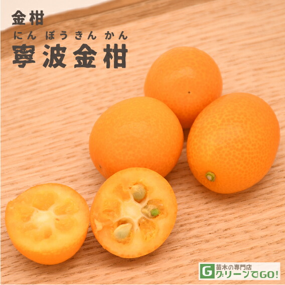 寧波金柑(ニンポウキンカン)　【たまたま金柑】苗木 寧波金柑 （にんぽうきんかん） 柑橘 キンカンの特徴と育て方