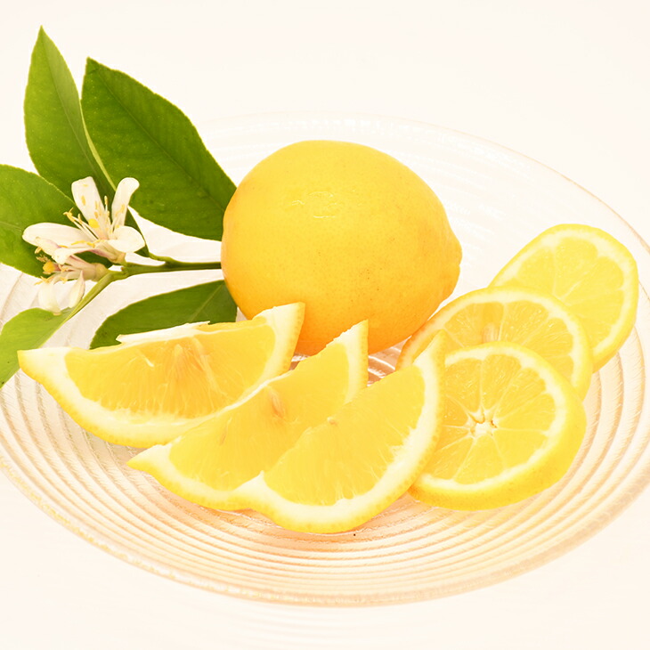 送料無料 実付き 苗木 接ぎ木 果樹 レモンの木 柑橘 3年生 大苗 常緑 苗 レモン21 レモン ニーム小袋付き