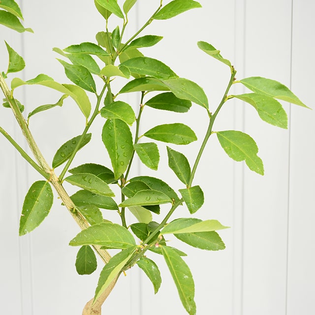 送料無料 実付き 大苗 接ぎ木 常緑 レモンの木 レモン 苗 3年生 ニーム小袋付き 苗木 柑橘 レモン21 果樹