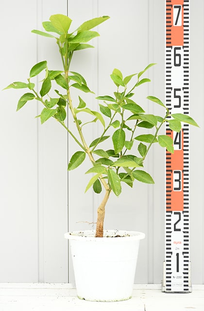 送料無料 実付き 大苗 接ぎ木 常緑 レモンの木 レモン 苗 3年生 ニーム小袋付き 苗木 柑橘 レモン21 果樹