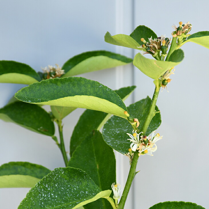 楽天市場 種なしライム フレーバーグリーン 3年生 接ぎ木 プラスチック鉢植え オレンジ 蜜柑 みかん 雑柑 苗木 常緑 果樹 柑橘 柑橘苗木 果樹苗木 苗木の専門店 グリーンでｇｏ