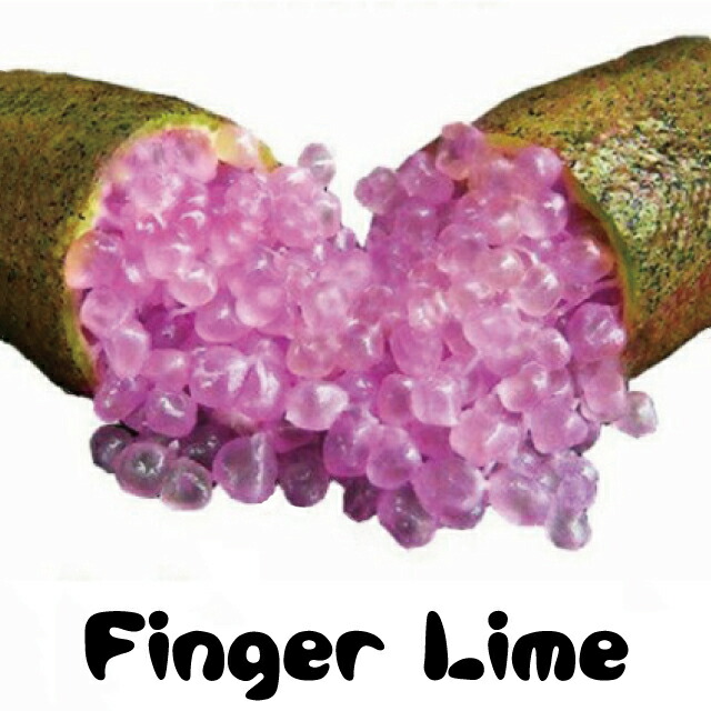 楽天市場】フィンガー ライム 苗 【フィンガーライム チョコレートリモ