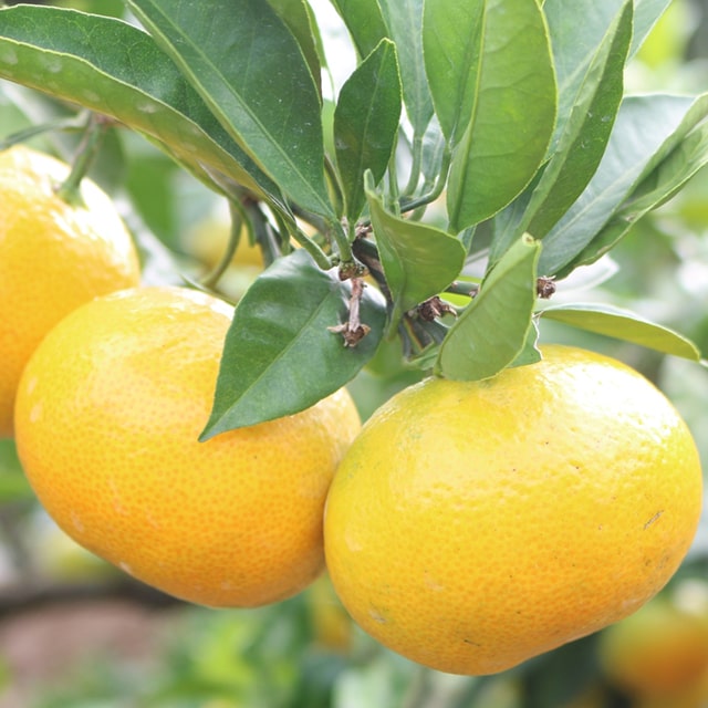 楽天市場】□優良2年生大苗□ みかん 苗木 【種なし小みかん 無核紀州