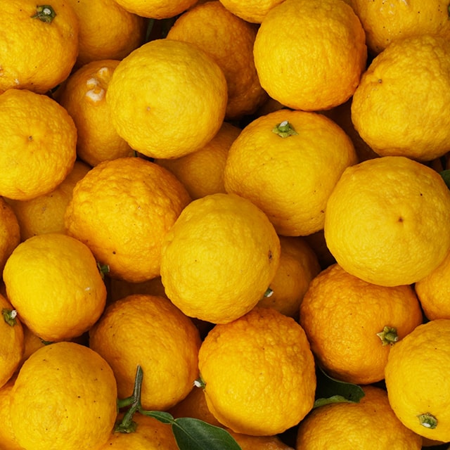 ゆず 苗 柑橘 山根柚子 苗木 常緑 5年生 大苗 やまねゆず 接ぎ木 果樹