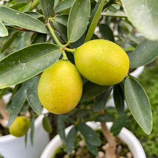 楽天市場】きんかん 苗 【キンカンライム】 1年生 接ぎ木苗 金柑