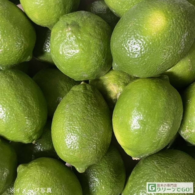 香水レモン　(パキスタンレモン) 香水レモン (パキスタンレモン) 実付き - メルカリ