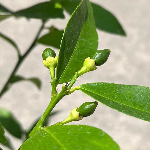 送料無料 実付き 大苗 接ぎ木 常緑 レモンの木 レモン 苗 3年生 ニーム小袋付き 苗木 柑橘 レモン21 果樹