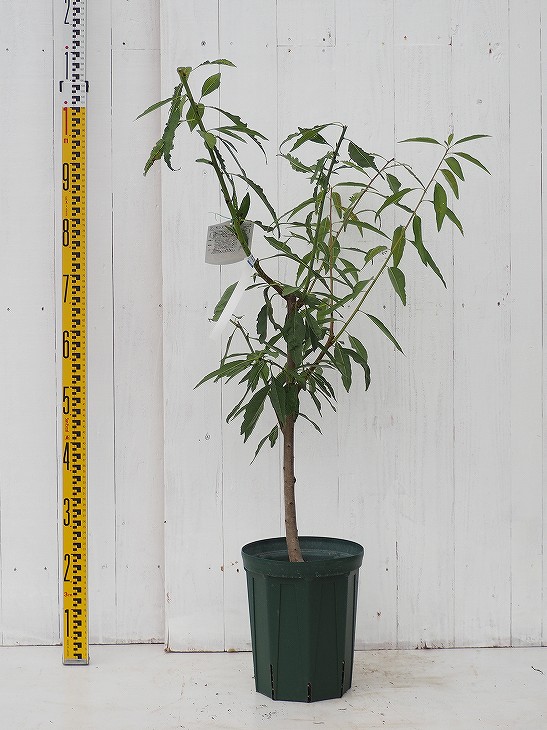 楽天市場 送料無料 桃 苗木 川中島白桃 2年生 接ぎ木苗 ニーム小袋付き スリット鉢植え Or ルーツポーチ植え 白桃 もも 苗 果樹 果樹苗 北海道 沖縄は送料無料適用外です 苗木の専門店 グリーンでｇｏ