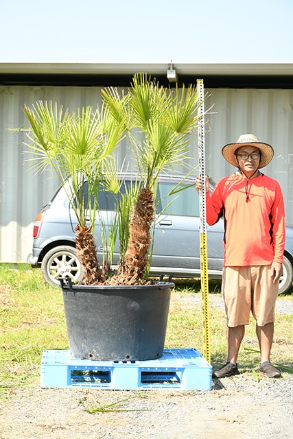 円 最大79 オフ 耐寒性 ヤシ 苗木 鉢植え 南国風 庭 木 観葉植物 植木 庭木 シンボルツリー 常緑樹 高木 Chame 4 1