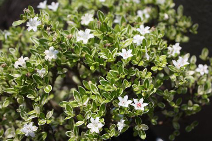 楽天市場 ハクチョウゲ 苗 斑入り ハクチョウゲ 5号ポット苗 白丁花 苗木 植木 花木 庭木 生垣 目隠し グランドカバー 常緑樹 低木 苗木の専門店 グリーンでｇｏ