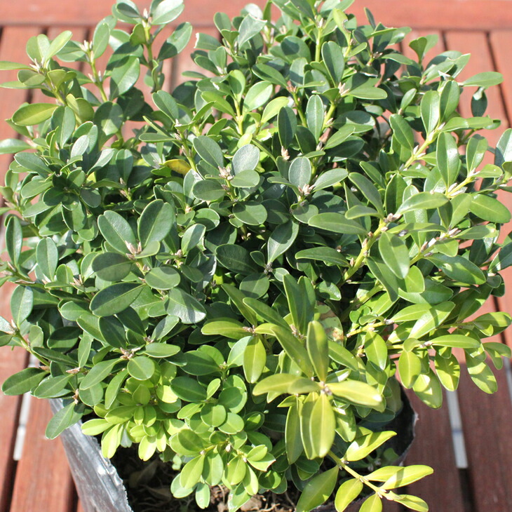 楽天市場 植木 ツゲ 苗 クサツゲ 5号ポット苗 ヒメツゲ 柘植 苗木 庭木 生垣 目隠し グランドカバー 常緑樹 低木 苗木の専門店 グリーンでgo 楽天市場 植木 ツゲ 苗 クサツゲ 5号ポット苗 ヒメツゲ 柘植 苗木 庭木 生垣 目隠し グランドカバー 常緑樹 低木 苗木の専門店 グリーンでgo