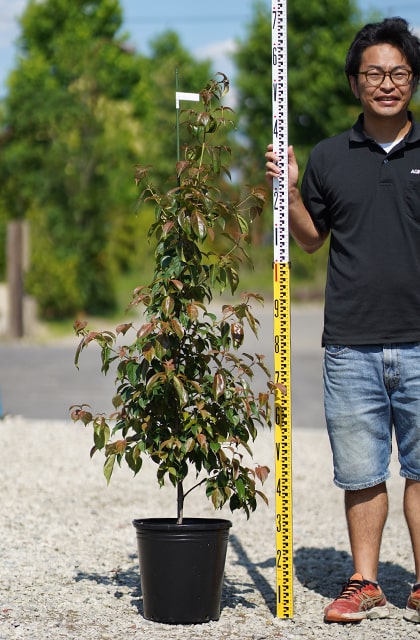 激安セール ヤマボウシ 苗 約1 5m ポット苗 シンボルツリー 苗木 常緑樹 里山の木 自然派ガーデン 雑木 庭木 Fucoa Cl