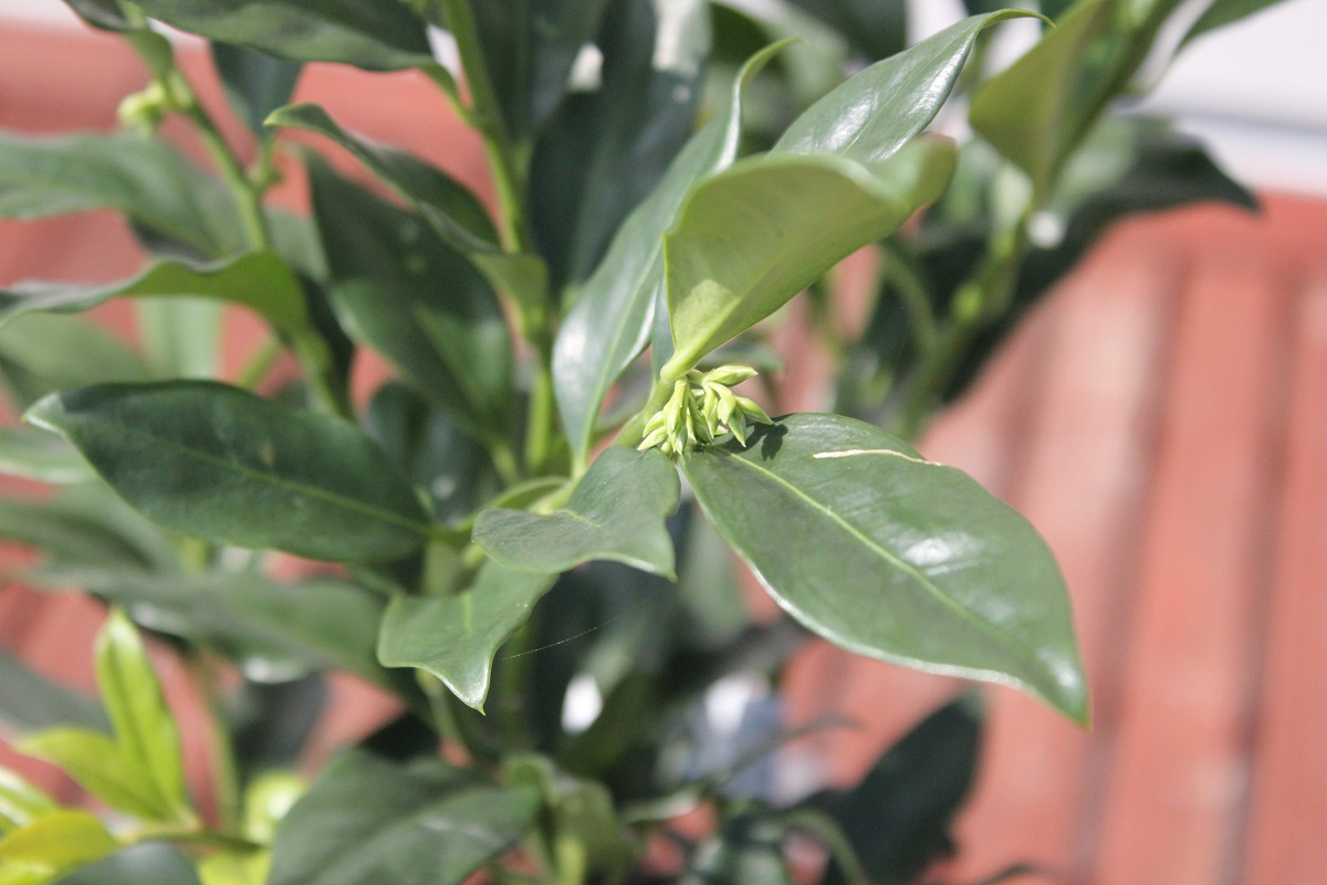 すべての美しい花の画像 無料印刷可能育て やすい 植木