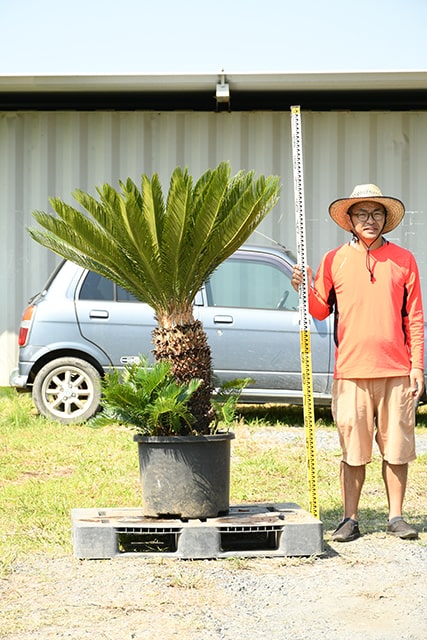 沸騰ブラドン ソテツ 苗 鉢植え 南国風 庭 木 苗木 観葉植物 植木 庭木 シンボルツリー 常緑樹 高木 Sotetu 4 9 Fucoa Cl