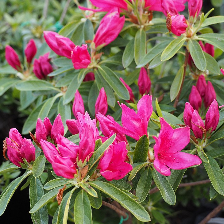 楽天市場】[楽天市場店限定価格] ◇グリGO!冬の大感謝祭◇ ツツジ 苗木