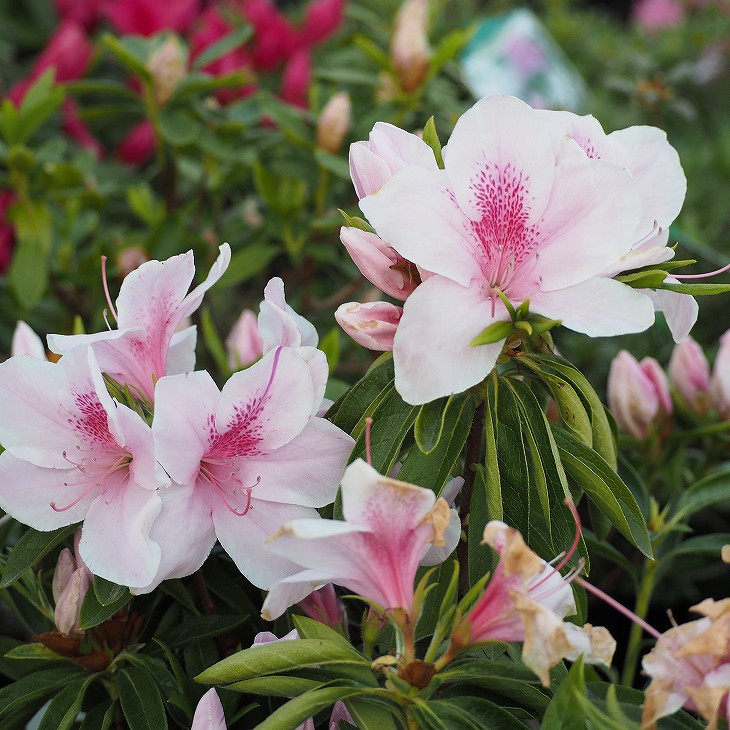 楽天市場 ツツジ 苗木 販売 平戸ツツジ ピンク 4号ポット苗 ヒラドツツジ さつき 苗 植木 花木 庭木 生垣 目隠し グランドカバー 盆栽 常緑樹 低木 苗木の専門店 グリーンでｇｏ