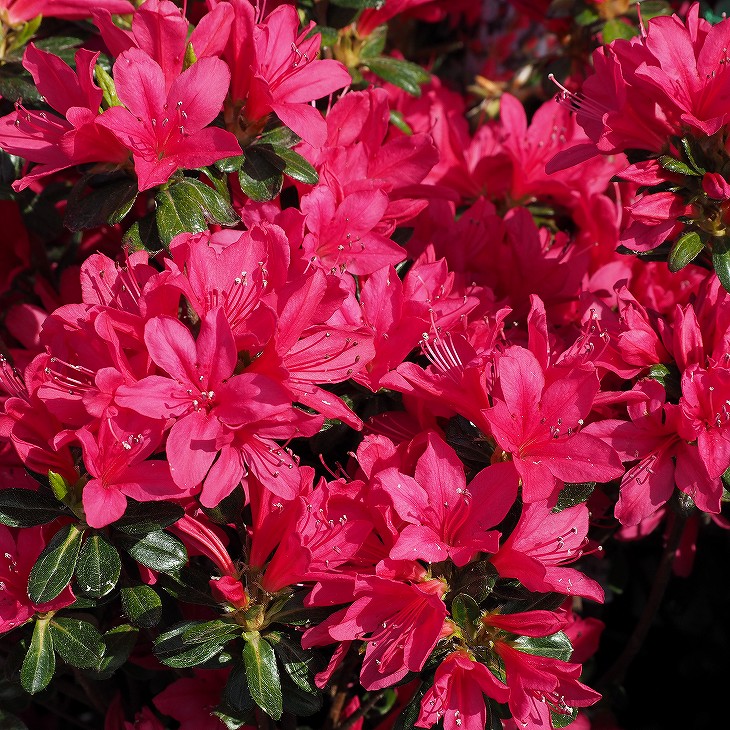 現品発送 サツキ 玉 大玉 管理№106 サツキ⁄大玉⁄良形株現品