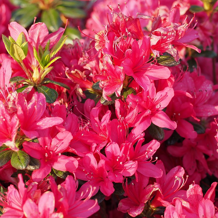 楽天市場 ツツジ 苗木 販売 久留米ツツジ 老いの目覚め おいのめざめ 4号ポット苗 クルメツツジ さつき 苗 植木 花木 庭木 生垣 目隠し グランドカバー 盆栽 常緑樹 低木 苗木の専門店 グリーンでｇｏ