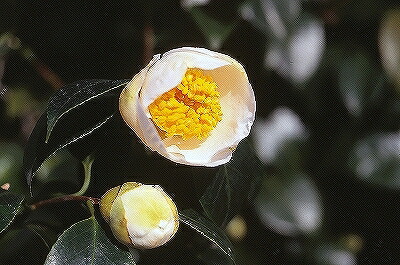 楽天市場】椿 苗木 【雷 （いかづち） 一重筒咲き】 2年生 挿し木苗