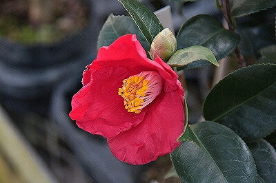 楽天市場 椿 苗木 ことじ 中輪咲き 2年生 挿し木苗 ツバキ 苗木 植木 花木 庭木 シンボルツリー 生垣 目隠し 常緑樹 高木 苗木の専門店 グリーンでｇｏ