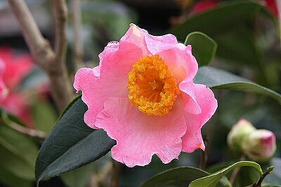 山ちゃん　白椿　八重咲き　挿し木ポット苗　矢車天人菊の種　2個 椿園オンラインショップ / 白菊・しらぎく