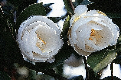 楽天市場 椿 苗木 白牡丹 中部 はくぼたん ちゅうぶ 中輪咲き 2年生 挿し木苗 ツバキ 苗木 植木 花木 庭木 シンボルツリー 生垣 目隠し 常緑樹 高木 苗木の専門店 グリーンでｇｏ