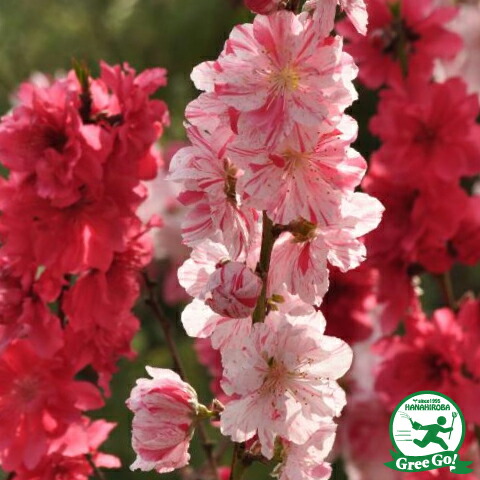 楽天市場】花桃 苗 【寒緋桃 （かんひもも）】 1年生 約0.9m ポット苗