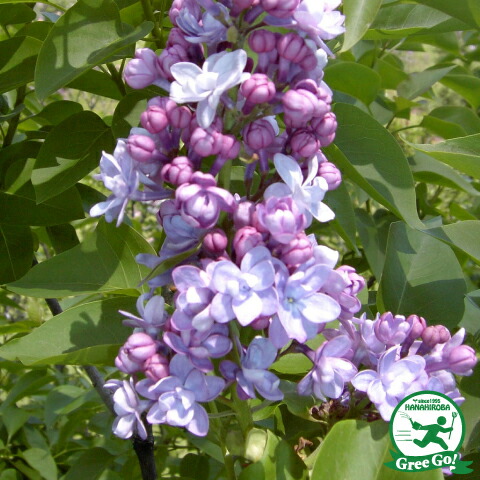 楽天市場】ライラック 苗 【センセーション】 ポット苗 リラの木