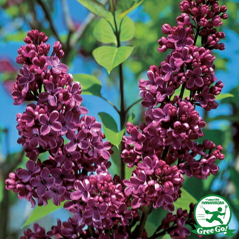 ライラック苗 楽天市場】ライラック 苗 【ミセス エドワードハーデイング】 ポット苗