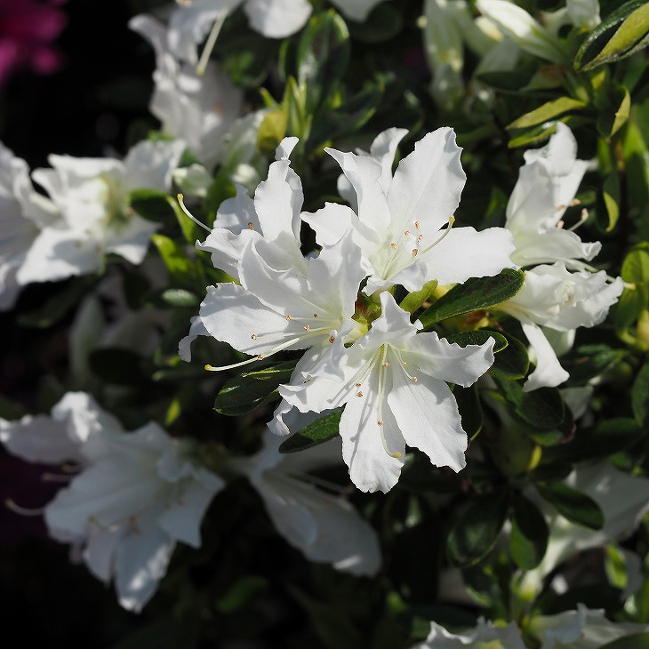 ツツジ　ヤシオツツジ　苗木　植木　庭木　白花　ゴヨウツツジ　NO92 ツツジ ヤシオツツジ 苗木 植木 庭木 白花 ゴヨウツツジ NO92