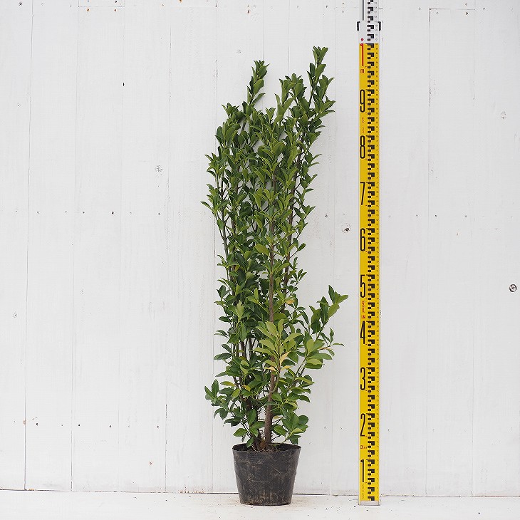 楽天市場 マサキ 苗 アオマサキ 0 9m ポット苗 苗木 庭木 生垣 目隠し 苗木の専門店 グリーンでｇｏ