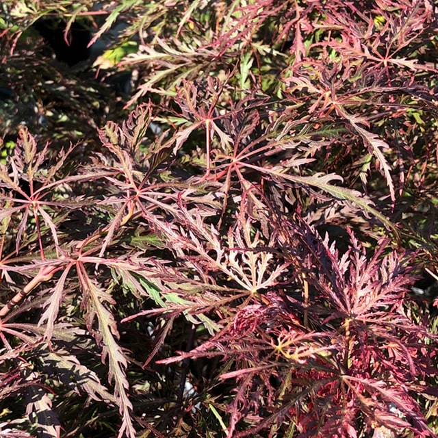 楽天市場】もみじ 苗木 【置霜 （おきしも）】 約0.7m ポット苗 カエデ