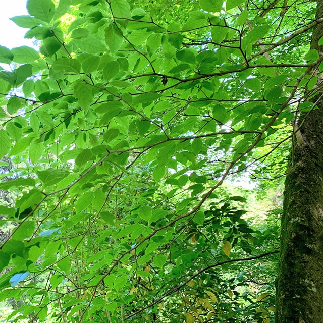 楽天市場】シラカバ 苗 【シラカバ】 ポット苗 白樺 苗木 植木 庭木