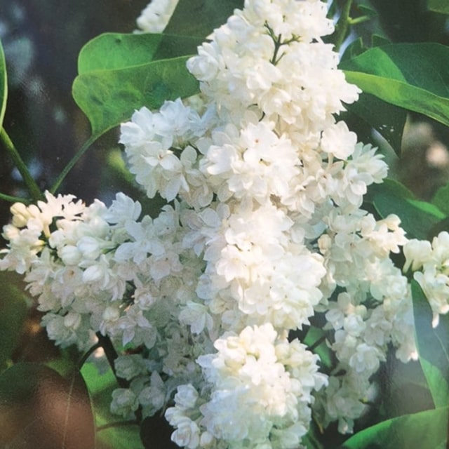 楽天市場】ライラック 苗 【センセーション】 ポット苗 リラの木