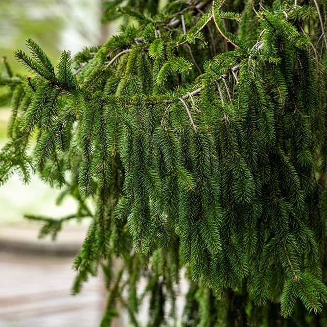 楽天市場】【ビービーツリー】 3号ポット苗 : 苗木部 by 花