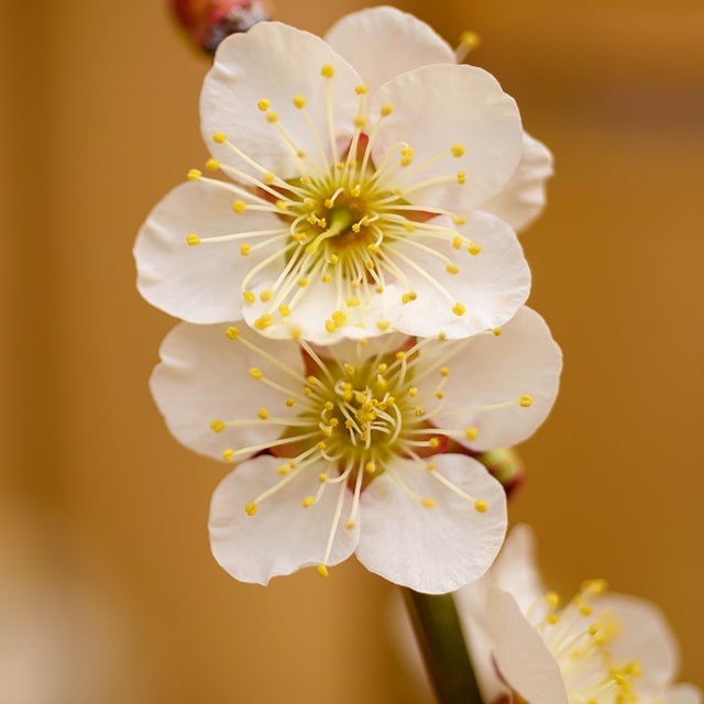 楽天市場】花梅 苗 【寒紅梅 (かんこうばい)】 1年生 接ぎ木苗 楽天市場】花梅 苗 【寒紅梅 (かんこうばい)】 1年生 接ぎ木苗