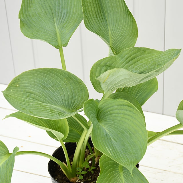 大株 充実株 落葉 耐寒性 多年草 日陰 宿根草 半日陰 耐暑性 苗