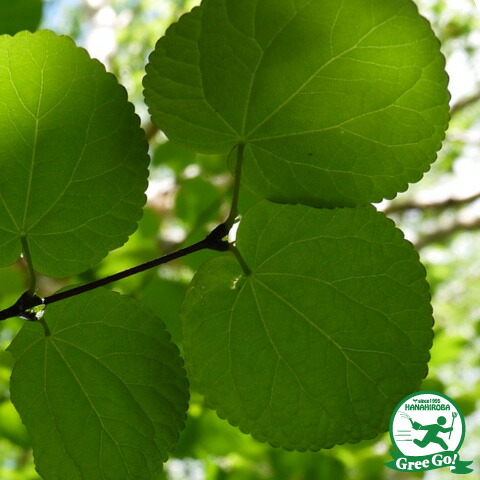 楽天市場】カツラ 苗 【桂 （かつら）】 ポット苗 里山の木 苗木