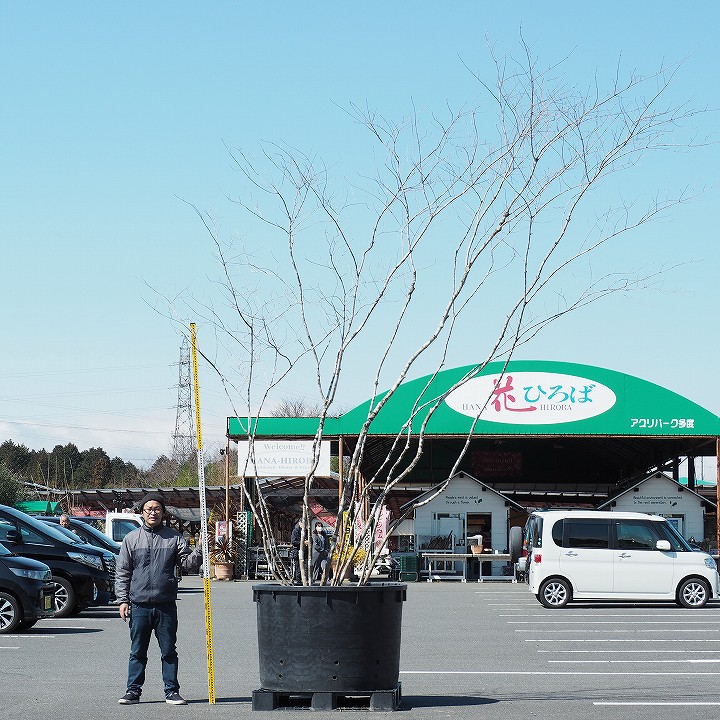 楽天市場 現品発送 青森県産 天然山堀 幹肌の美しい アオダモ 根巻苗 寒いい地域で育ったアオダモ 植木 庭木 シンボルツリー 落葉樹 配送不可大型樹木 配送地域 愛知 岐阜 三重 滋賀県 静岡県 営業エリア限定商品 苗木の専門店 グリーンでｇｏ