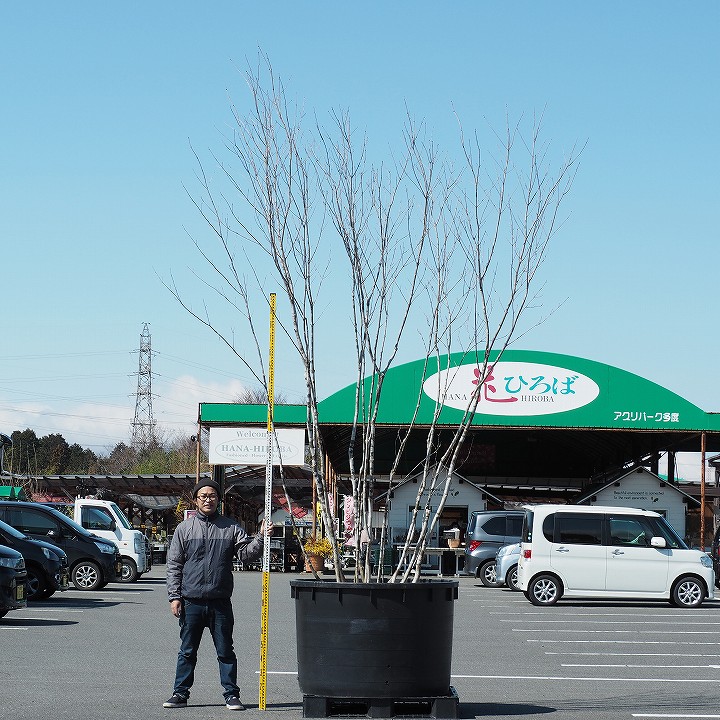 営業エリア限定商品 庭木 植木 シンボルツリー アオダモ 配送不可大型樹木 配送地域 愛知 岐阜 三重 滋賀県 静岡県 人気の落葉シンボルツリー シンボルツリー 根巻苗寒いい地域で育ったアオダモ グリーンでｇｏ 天然山堀 天然山堀 落葉樹 現品発送 配送