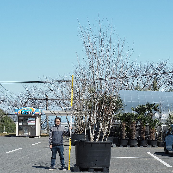 現品発送 天然山堀 幹肌の美しい アオダモ 根巻苗寒いい地域で育ったアオダモ 植木 庭木 シンボルツリー 落葉樹 配送不可大型樹木 配送地域 愛知 岐阜 三重 滋賀県 静岡県 営業エリア限定商品 Mergertraininginstitute Com