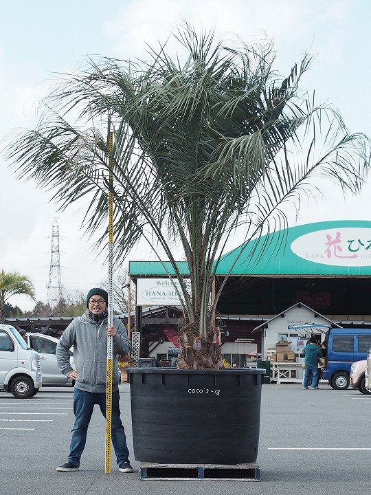 72時間限定 P20倍以上 苗木 要エントリー 多肉植物 現品発送