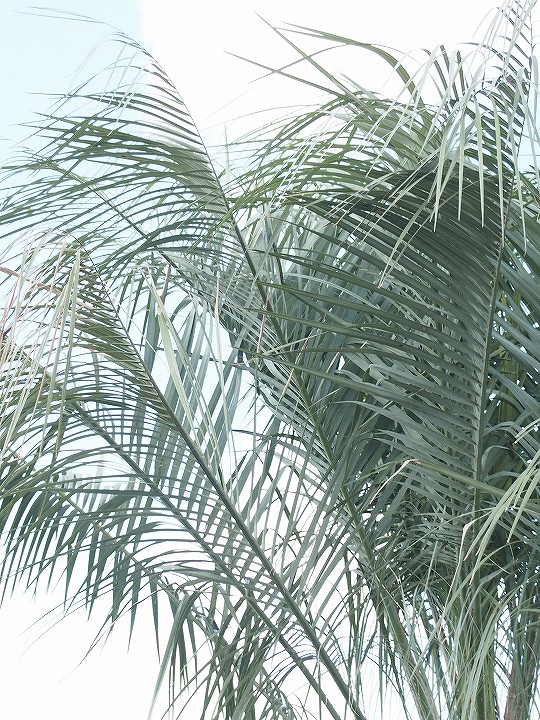 ヤシ ヤシの木 約2 3m 現品発送 ヤシの木 木 特大苗 現品発送 多肉植物 南国風 苗木 ココスヤシ 鉢上げ管理 庭 苗木 観葉植物 植木 庭木 シンボルツリー 常緑樹 高木 営業エリア外配送不可 Coco S 18 苗木の専門店 グリーンでｇｏ 現品お届け